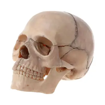15 шт./компл. Анатомическая модель черепа в разобранном виде, съемный медицинский обучающий набор