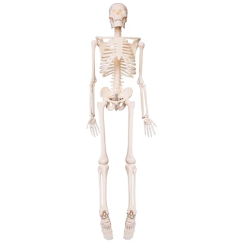 45 см Плакат с анатомической моделью скелета человека, Учебное пособие по анатомии Скелета человека