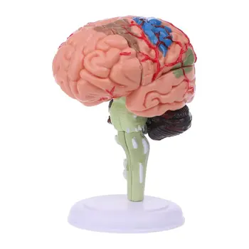 G5AA 4D анатомическая модель человеческого мозга в разобранном виде Анатомический медицинский учебный инструмент Statu