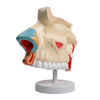 Анатомическая модель полости носа человека со Съемными частями для обучения медицине