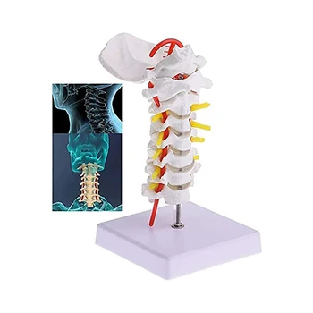 Анатомическая модель человека Модель шейного позвонка Шейный отдел позвоночника с шейной артерией Модель диска затылочной кости и нерва