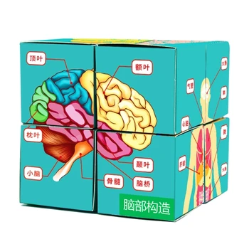 Демонстрационный Инструмент J6PA для научного класса Детская Головоломка Анатомия Человека Дисплей Куб Органов человеческого Тела Куб Для изучения Анатомии человека