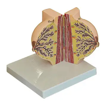 Модель женской груди из ПВХ в стационарной фазе Обучения анатомии и гинекологии