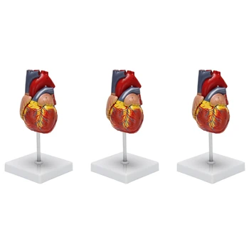 Модель человеческого сердца 3X 1: 1, анатомически точная модель сердца, анатомия скелета человека в натуральную величину