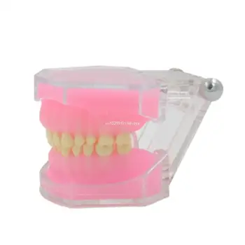 Полностью съемная модель зубов, подходящая для учебной практики Стоматологическая модель зубов Typodont Обучающая модель расходных материалов Прямая поставка