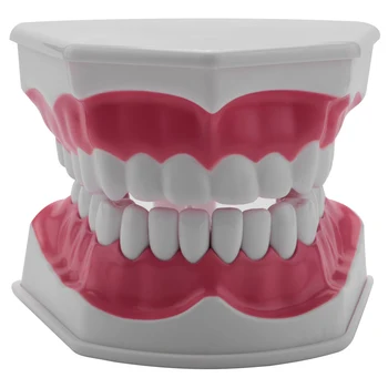 Стоматологическая модель, практика чистки зубов зубной нитью, режим Typodonts, Видимая анатомическая демонстрация десен