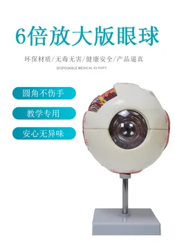 Увеличенная в 6 Раз Модель Глазного Яблока Модель Человеческого Глазного Яблока Пять Черт Лица Модель Обучения Анатомии Строения глаз Медицина